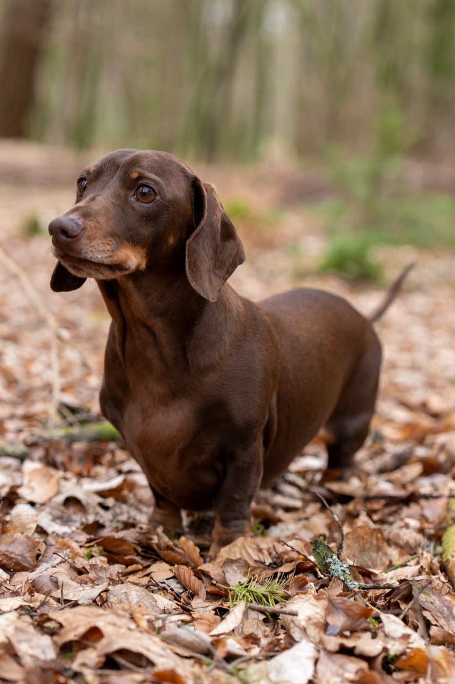Rupert standing among autumn leaves in the woods