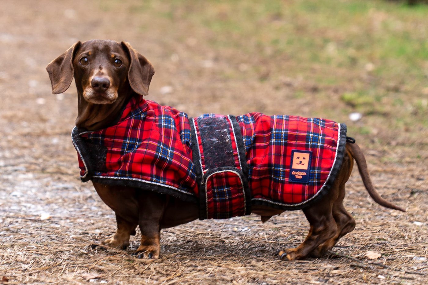 Rupert wearing his tartan coat on a woodland path