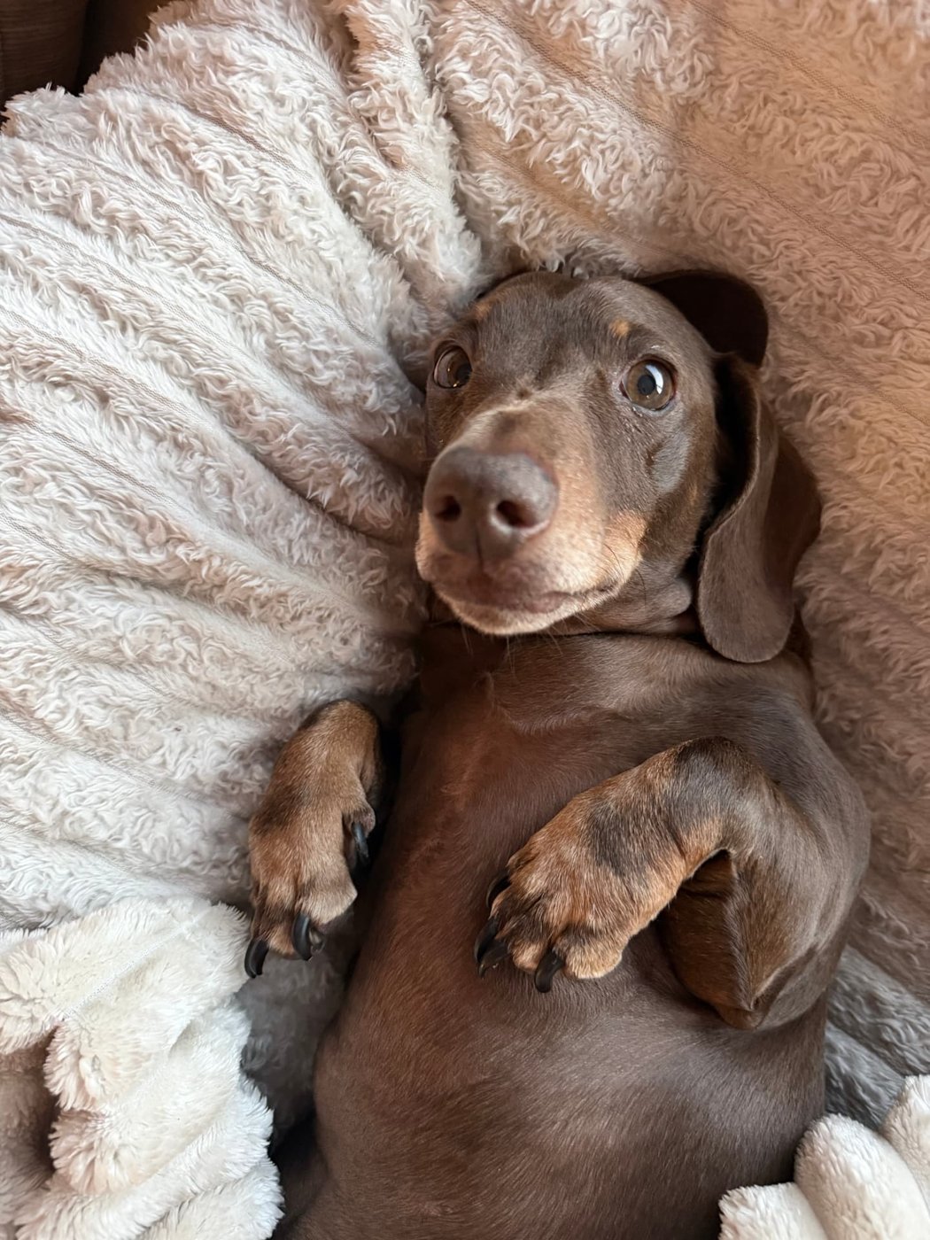 Rupert curled up in a fleece blanket